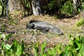 American Alligator sunbathing in Florida Swamp - Everglades National park - USA Royalty Free Stock Photo