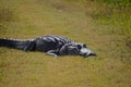 American alligator sunbathing on the grass Royalty Free Stock Photo