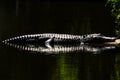 An American alligator sunning in a pond in a swamp. Royalty Free Stock Photo