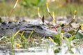 American Alligator in swamp with Golden Club; Okefenokee Swamp National Wildlife Refuge, Georgia USA Royalty Free Stock Photo