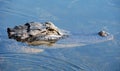 american alligator swimming