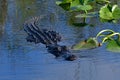 American Alligator swimming amidst spatterdock leaves in Everglades.