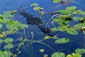 American Alligator swimming amidst spatterdock leaves in Everglades.