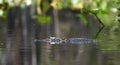 American Alligator swimming in blackwater cypress swamp, Okefenokee National Wildlife Refuge, Georgia USA