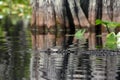 American Alligator swimming in blackwater cypress swamp, Okefenokee National Wildlife Refuge, Georgia USA