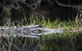 American Alligator swimming in the blackwater of the Okefenokee Swamp in Georgia USA