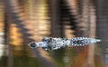 American Alligator swimming in blackwater Suwannee River in Okefenokee Swamp at sunset in the Fall Royalty Free Stock Photo