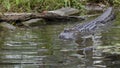 American Alligator Swimming Into A Dark Pool Of Water