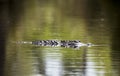 American Alligator swimming in Greenfield Lake Park, Wilmington NC Royalty Free Stock Photo