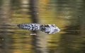 American Alligator swimming in Greenfield Lake Park, Wilmington NC Royalty Free Stock Photo