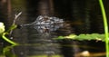 American Alligator swimming in Okefenokee National Wildlife Refuge, Georgia USA Royalty Free Stock Photo