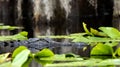 American Alligator swimming submerged in dark blackwater cypress swamp with spatterdock lily pads and Spanish Moss