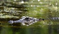 American Alligator swimming the the Swamp Royalty Free Stock Photo