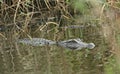 American Alligator swimming in water