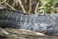 American Alligator tail anatomy profile showing scales and scutes Royalty Free Stock Photo