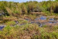 American Alligator in their Everglades home Royalty Free Stock Photo