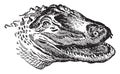 American Alligator, vintage illustration
