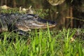 American Alligator Walking To The Water In The Everglades Of Flo