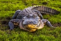 American Alligator