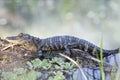 American Alligator Royalty Free Stock Photo