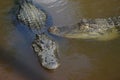 American alligators Royalty Free Stock Photo