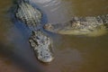 American alligators