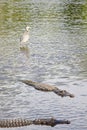 American Alligators Royalty Free Stock Photo
