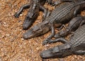American Alligators Royalty Free Stock Photo