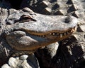 American alligators Royalty Free Stock Photo