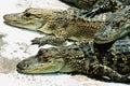 American alligators Royalty Free Stock Photo