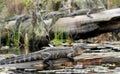 American Alligators basking in the Okefenokee Swamp