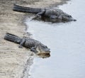 American Alligators Royalty Free Stock Photo