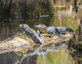 American Alligators Basking Royalty Free Stock Photo