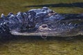 American Alligators Close Up Teeth Detail