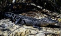 Young Florida Alligator under the sun.