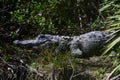 Wild Florida Alligator missing a limb.