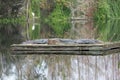 American Alligators on a Raft