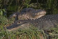 American Alligators Sunning Royalty Free Stock Photo