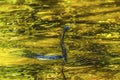 American Anhinga Darter SwimmingWater Bird Royalty Free Stock Photo