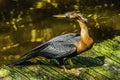 American Anhinga Darter Water Bird Royalty Free Stock Photo