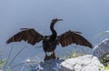 American Anhinga Drying Wings Royalty Free Stock Photo