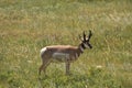 American Antelope Standing on the Prairie