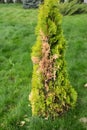 American arborvitae tree, thuja problems and disease. A thuja, arborvitae tree is drying up, turning yellow and brown