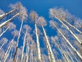 American Aspen Canopy