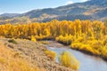 American Aspen Trees and Stream Royalty Free Stock Photo