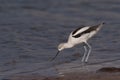 American Avocet