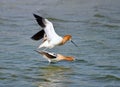 American Avocet