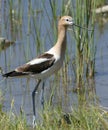 American Avocet Royalty Free Stock Photo
