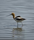 American Avocet Royalty Free Stock Photo