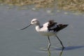 American Avocet americana recurvirostra nonbreeding